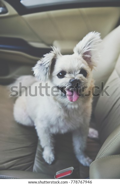 Dog so cute\
mixed breed with Shih-Tzu, Pomeranian and Poodle sitting on car\
seat inside a car wait for travel\
trip