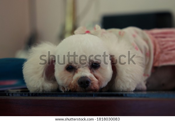Dog so cute Poodle sitting on car seat inside a car\
wait for travel trip