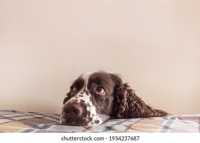 Dog with cute sentimental eyes put it muzzle on a bed. Staying alone at home, dog depression, dog anxiety from being left at home concept
