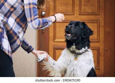 Dog (Czech mountain dog) giving paw teenage girl during obedience training against door of house. 