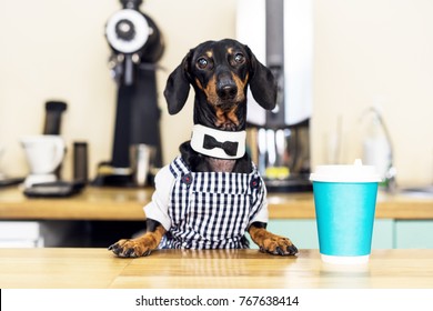 dog dachshund barista, giving coffee cup to her customer in coffee house