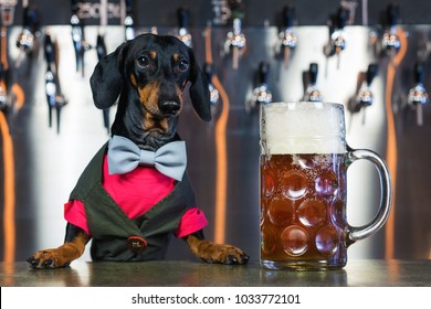 Dog Dachshund Bartender, Black And Tan, In A Bow Tie And A Suit At The Bar Counter Sells A Large Glass Of Beer On The Background Of A Wall With Beer Taps