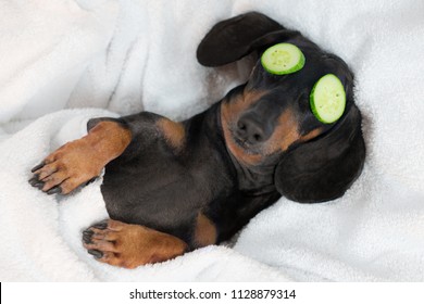 dog dachshund, black and tan, relaxed from spa procedures on face with cucumber, covered with a towel - Shutterstock ID 1128879314