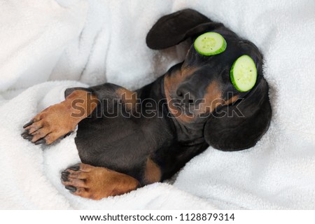 dog dachshund, black and tan, relaxed from spa procedures on face with cucumber, covered with a towel