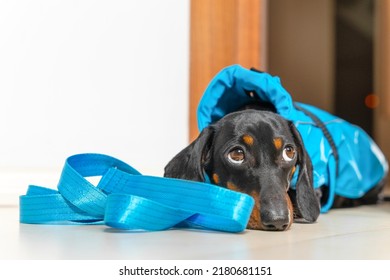 Dog Dachshund In Blue Raincoat Lies At Threshold Next To Leash Against Background Of An Open Door And Looks At Camera With Doomed Expression. Does Not Want To Walk In Rain In Wet Weather.