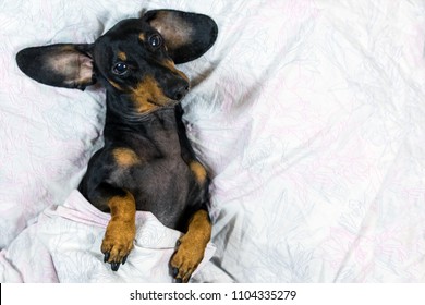 dog of the Dachshund breed, black and tan, lies in bed covered in a blanket