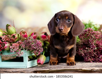 dog dachshund brovn and tan color portrait sitting retro background