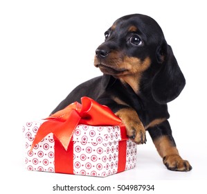 Dog Dachshund And Gift