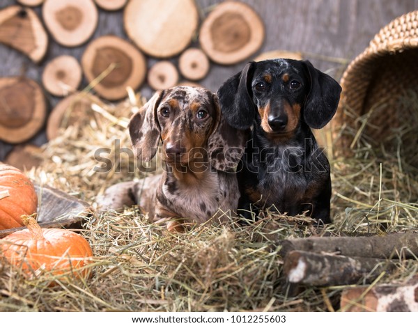 wiener dog farm