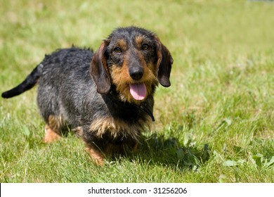 Dog dachshund on the green grass