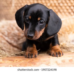  Dog dachshund puppy black-tan colors, dog portrait 