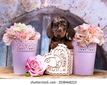 Dog dachshund puppy , dog portrait and symbol hearts