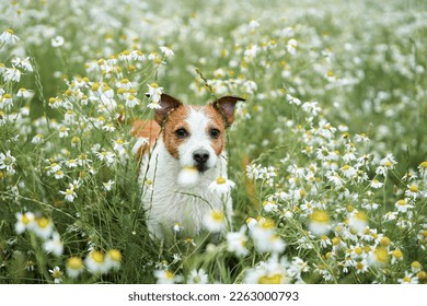 dog in daisies. Pet in nature. Cute jack russell terrier in flowers. Pet in grass - Powered by Shutterstock