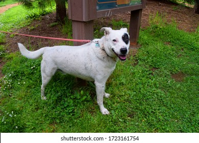 A Dog In Dallas City Park