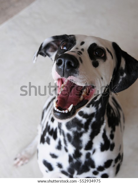 Dog dalmatian close up\
portrait