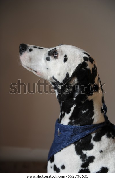 dalmatian jeans