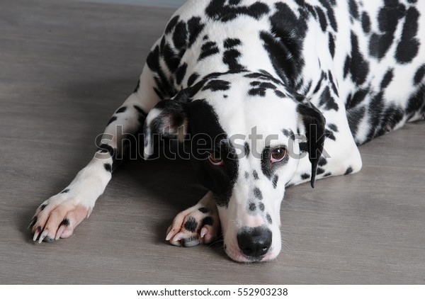 Dog dalmatian in a red bow tie\
in stylish gray-steel interior. Wallpapers with\
monograms