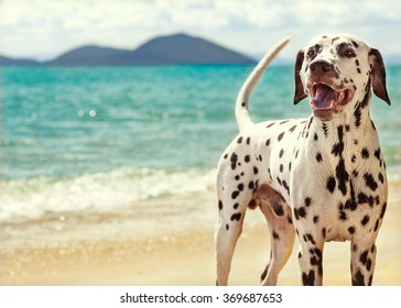 Dog Dalmatian Sea