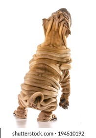 Dog Dancing - Chines Shar Pei Standing On Back Legs Dancing Isolated On White Background