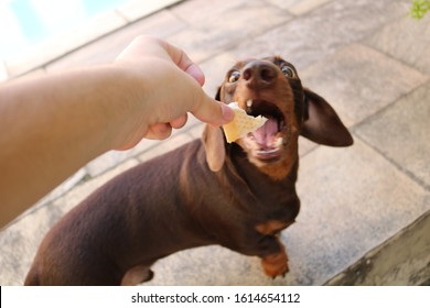 Dog Daschund Eating A Bread, Cute Brown Pet