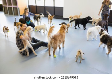 Dog daycare owners playing with dogs