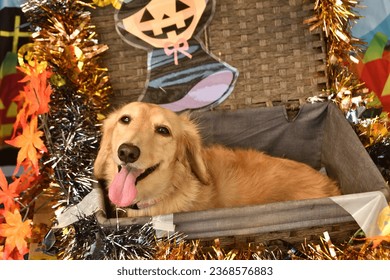 A dog in a decorated basket for Halloween. - Shutterstock ID 2368576883