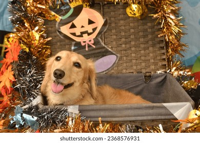 A dog in a decorated basket for Halloween. - Shutterstock ID 2368576931