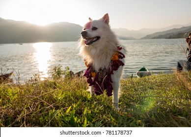 Dog Decorated With Flower Necklace At Tihar Festival