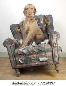 Dog demolishes chair