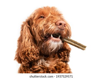 Dog with dental chew bone in mouth. Happy Labradoodle dog with long stick to the side, like a cigar. White teeth and fangs visible. Concept for dental health treats for dogs. Selective focus. 