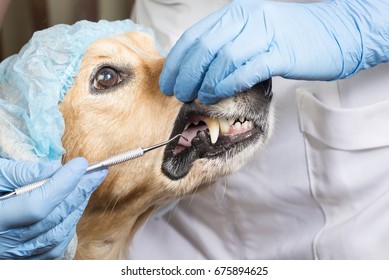 Dog At The Dentist