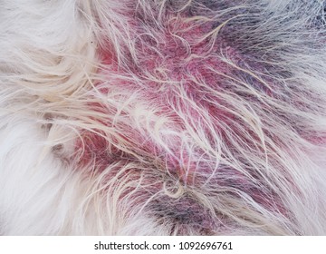 Dog Rash Images Stock Photos Vectors Shutterstock