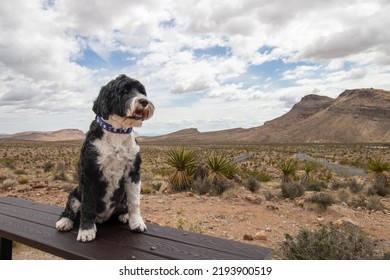 are dogs allowed in national conservation area