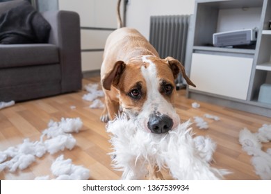 A dog destroying a fluffy pillow at home. Staffordshire terrier tearing apart a piece of homeware, close-up view