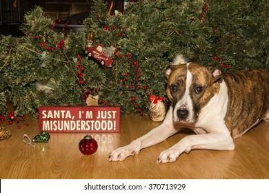 Dog Destroys Christmas