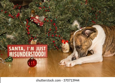 Dog Destroys Christmas