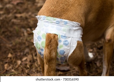 Dog Diaper