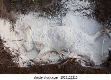 Dog Dies On The Ground In Grave Dog