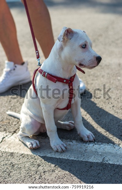 Dog Different Eye Colors White Amstaff 
