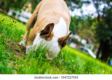 犬 穴掘り の画像 写真素材 ベクター画像 Shutterstock