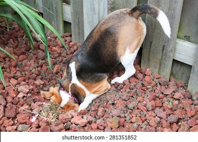 Dog Digging