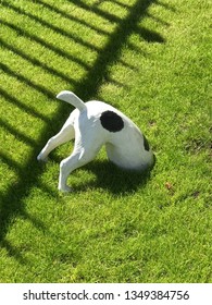 Dog Digging For Bone