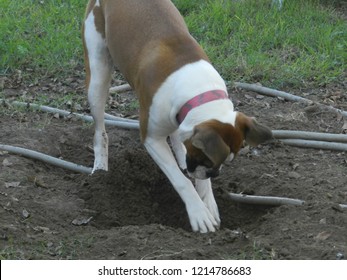 Dog Digging Dirt