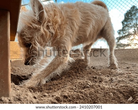 Dog digging and flinging sand. Low action shot 