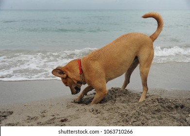 Dog Digging A Hole