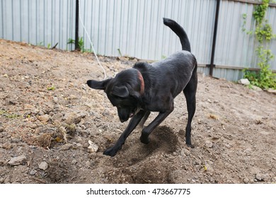 Dog Digging A Hole