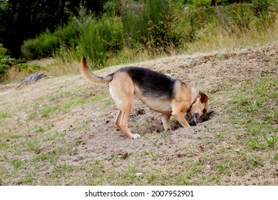 
Dog Digging A Hole In The Garden