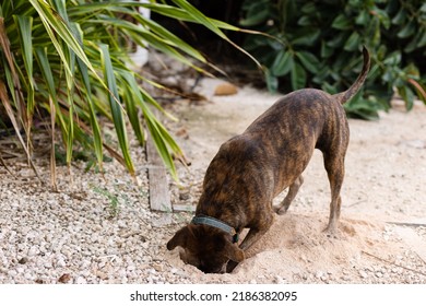 Dog Is Digging Hole In A Garden.