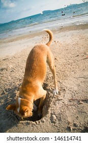 The Dog Digging A Hole In The Sand