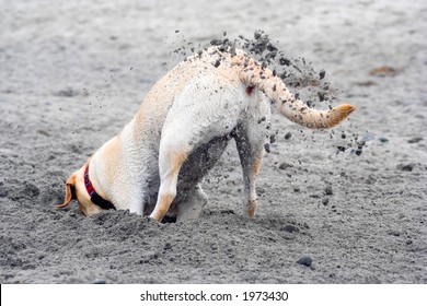 Dog Digging A Hole In The Sand